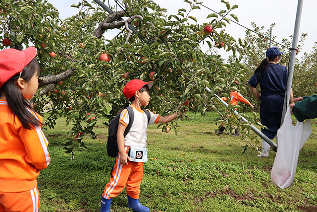 楽しい思い出になったよ!親子りんご狩り遠足1