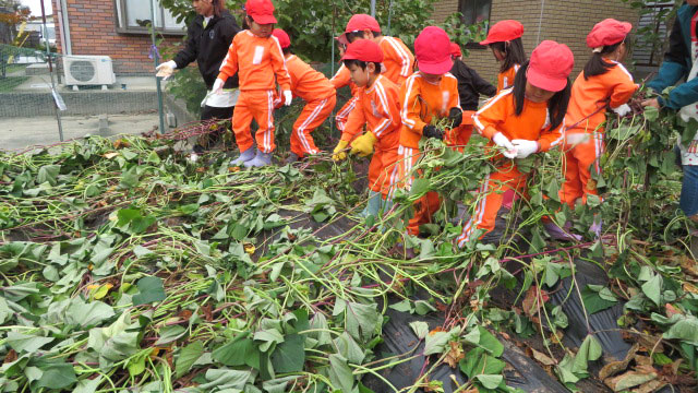 大きなさつま芋がとれたよ!1