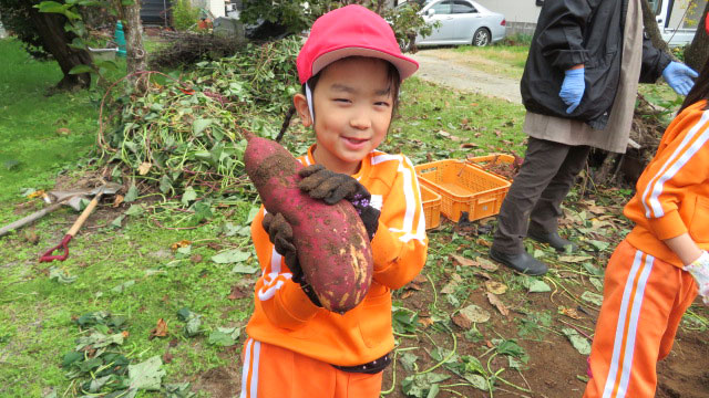 大きなさつま芋がとれたよ!2