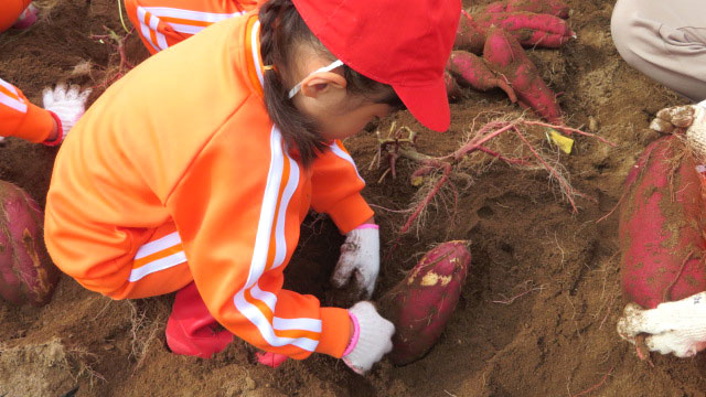 大きなさつま芋がとれたよ!3